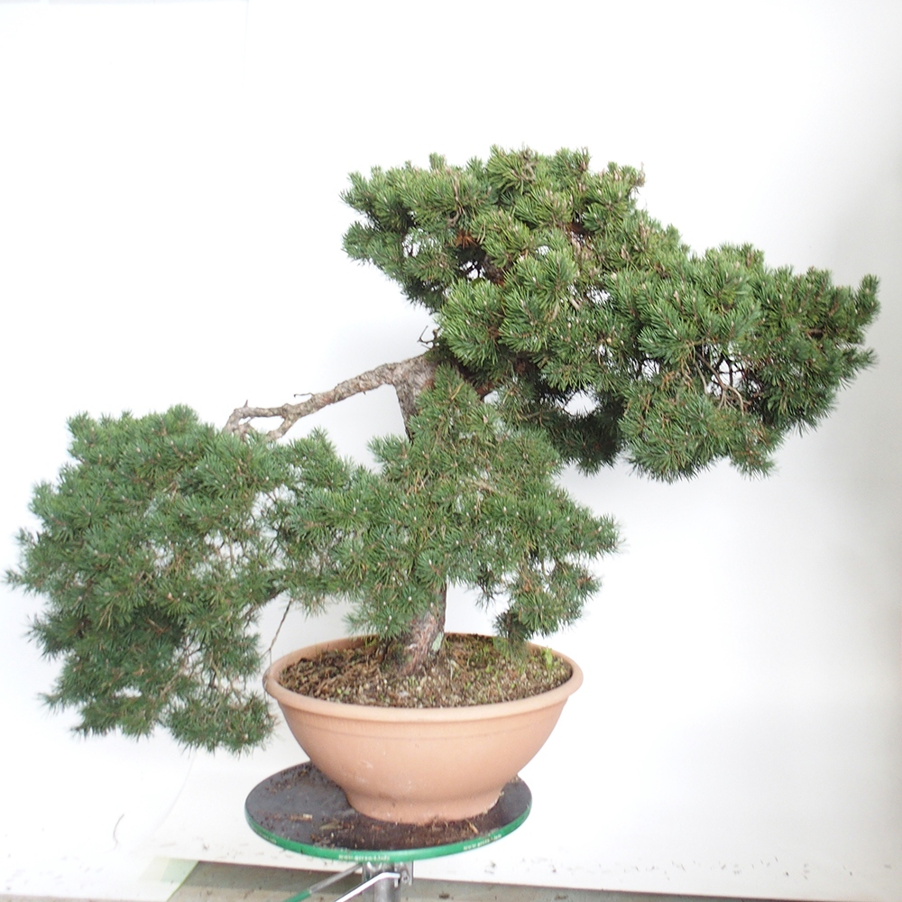 Yamadori - Pinus sylvestris Spain