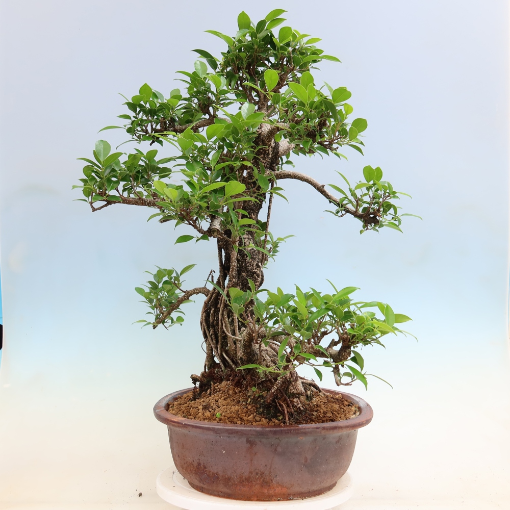 Room bonsai - Ficus kimmen - small-leaved ficus