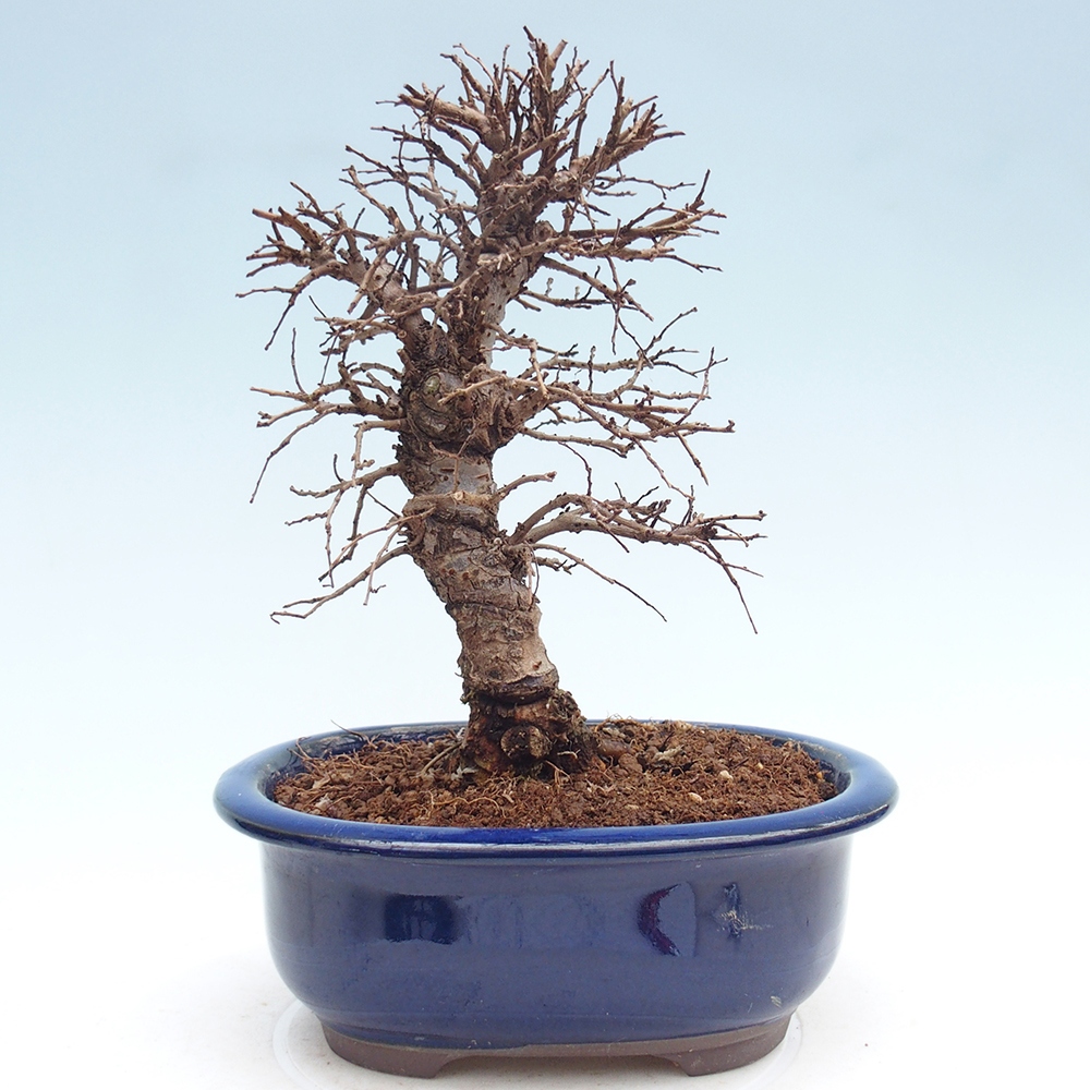 Outdoor bonsai - Zelkova - Zelkova NIRE