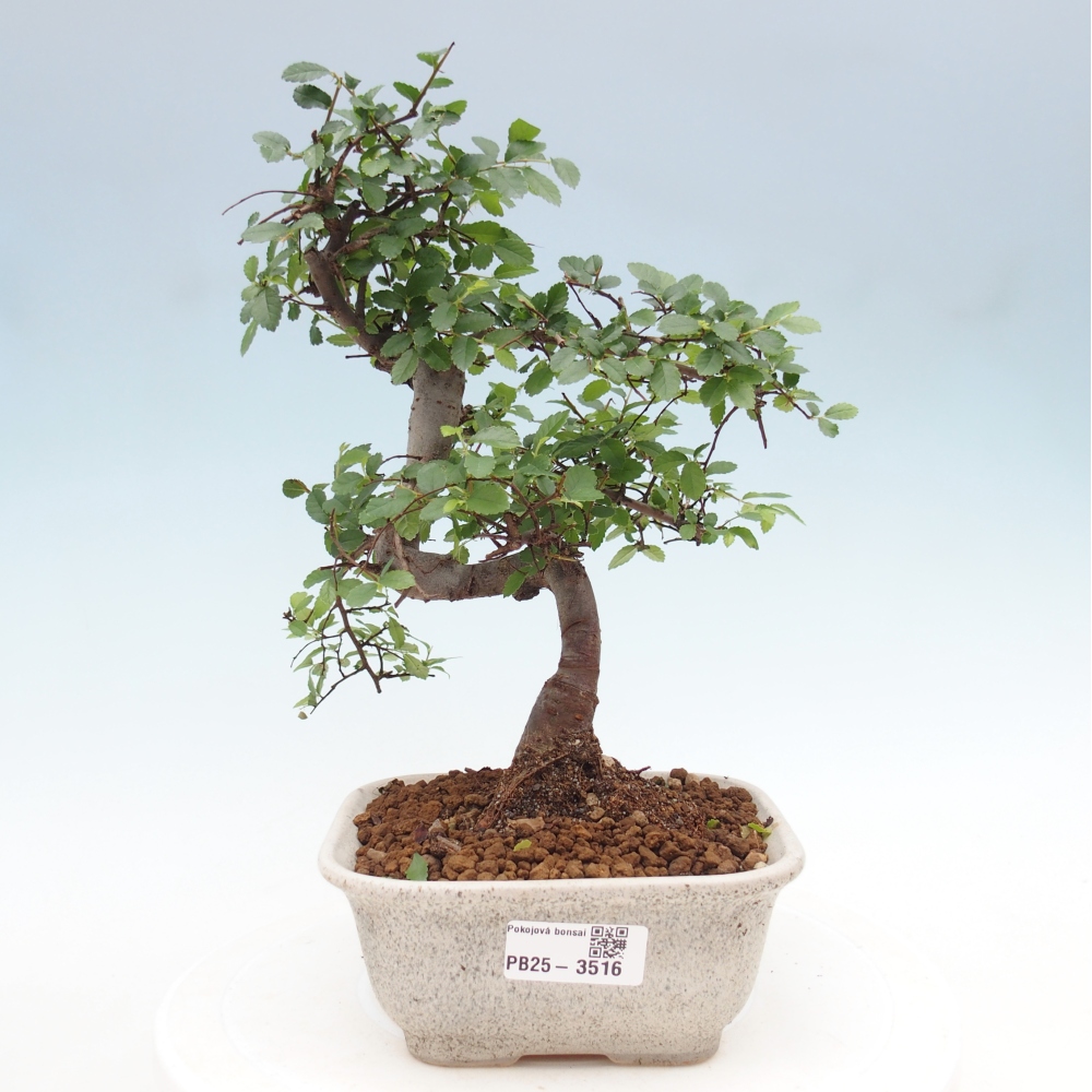 Room bonsai - Ulmus parvifolia - Small-leaved elm