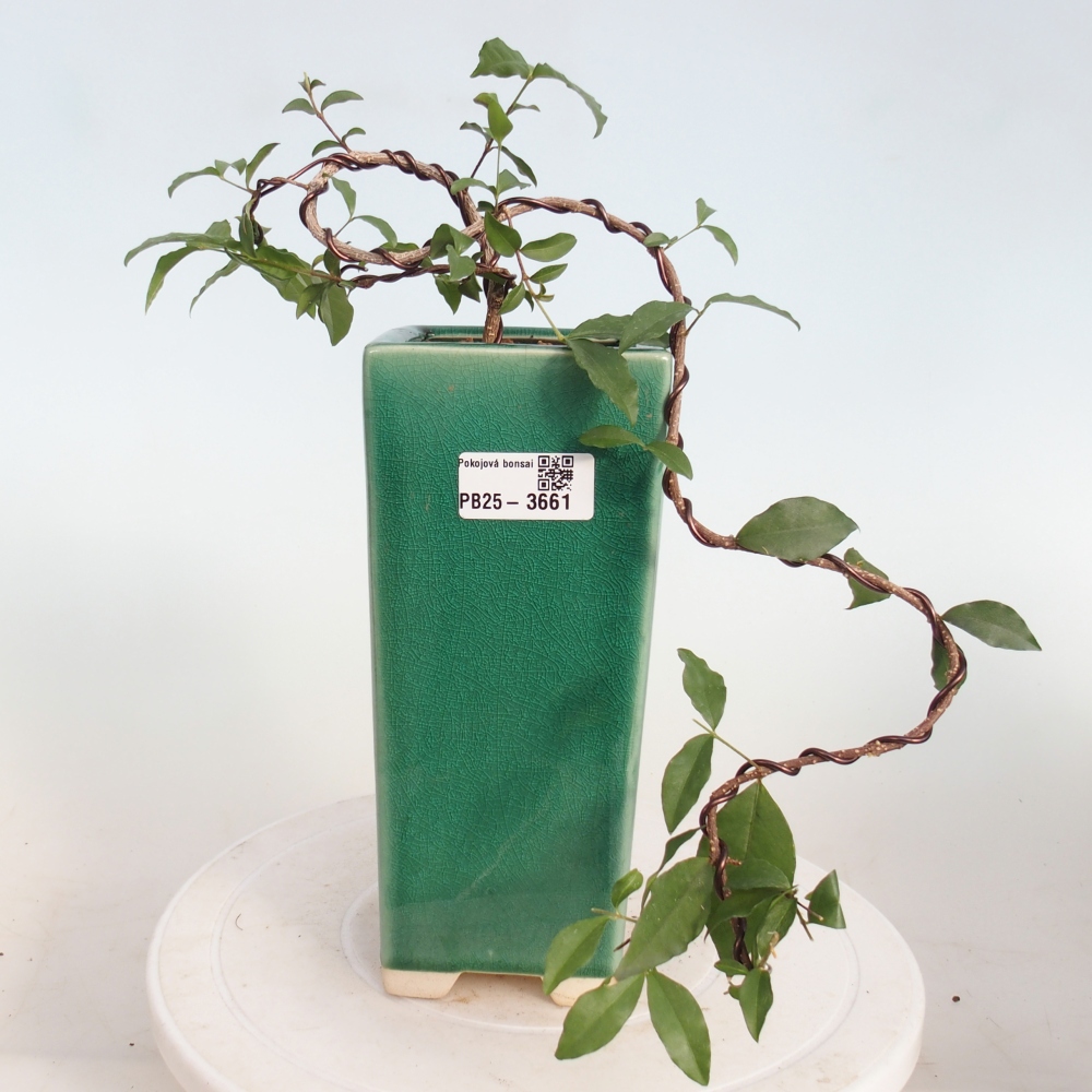Room bonsai - Malpighia coccigera- Barbdor Cherry