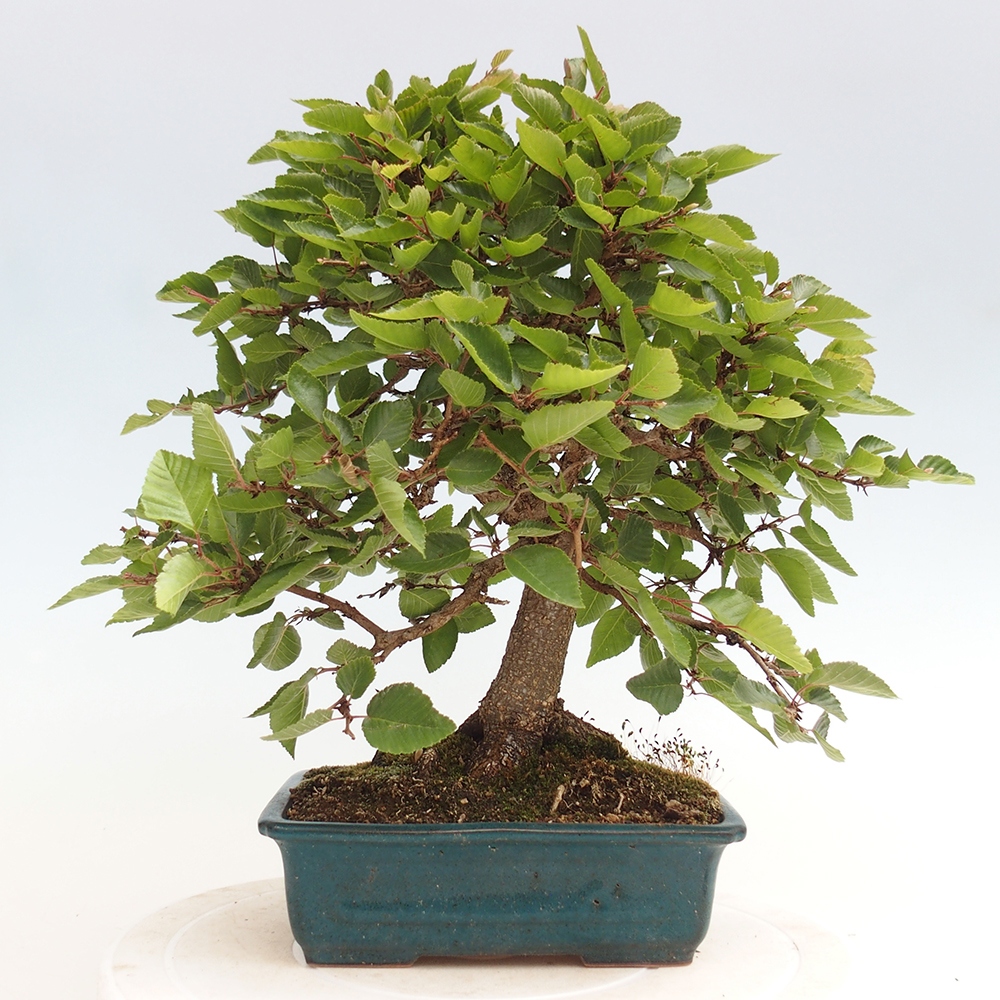 Outdoor bonsai - Carpinus Coreana - Korean hornbeam
