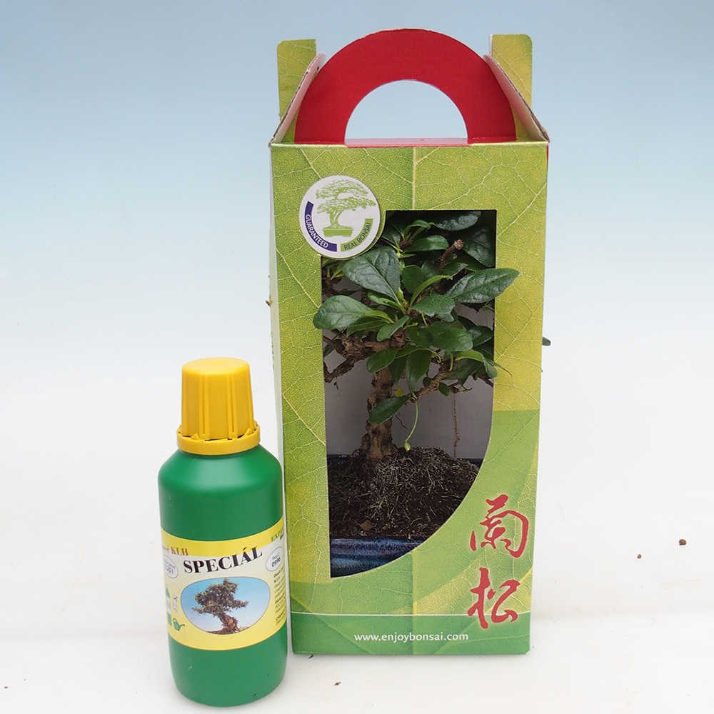Room bonsai in gift box Carmona microphylla - Tea fuki