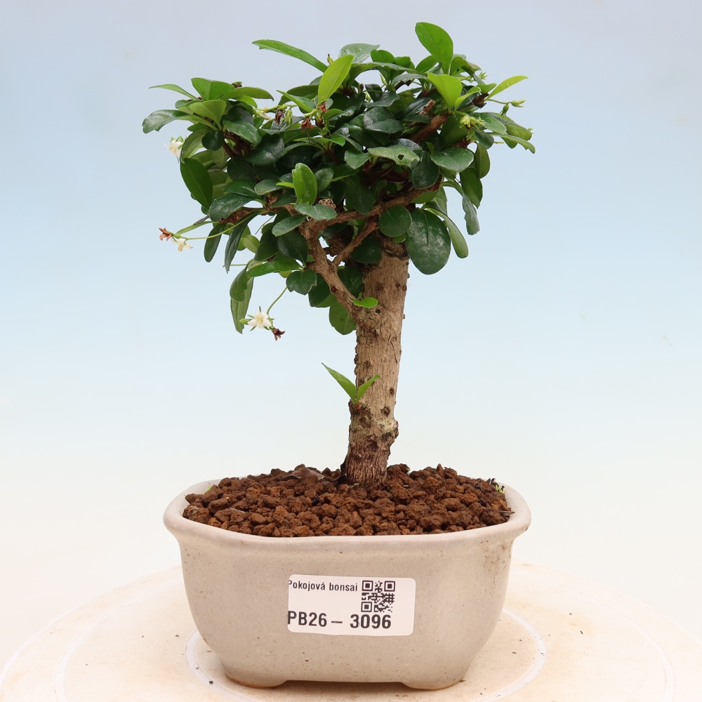 Room bonsai - Carmona macrophylla - Tea fuki