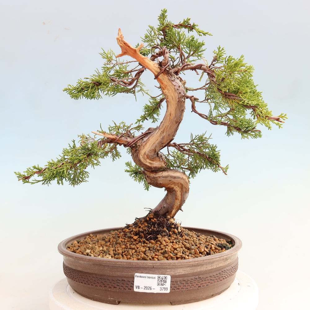 Outdoor Bonsai - Juniperus chinensis Itoigawa - Chinese Juniper
