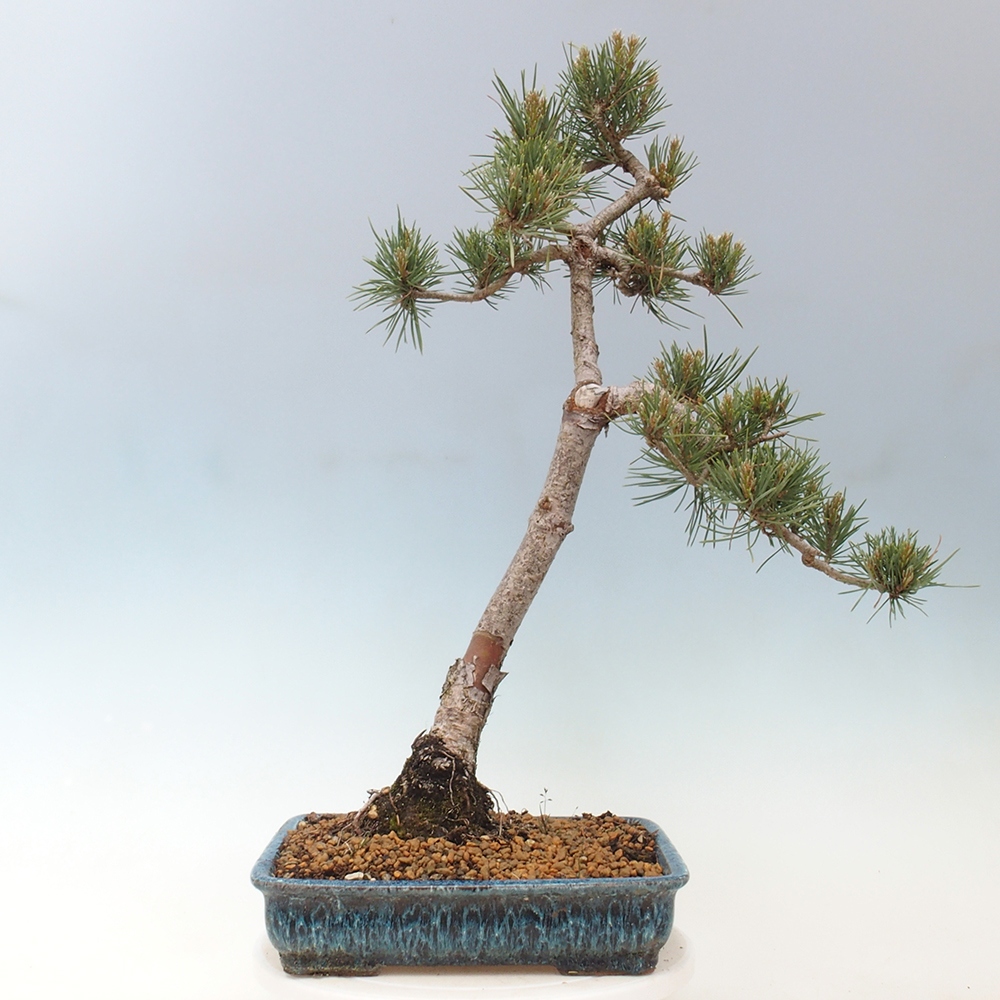 Outdoor bonsai - Pinus Sylvestris - Scots pine