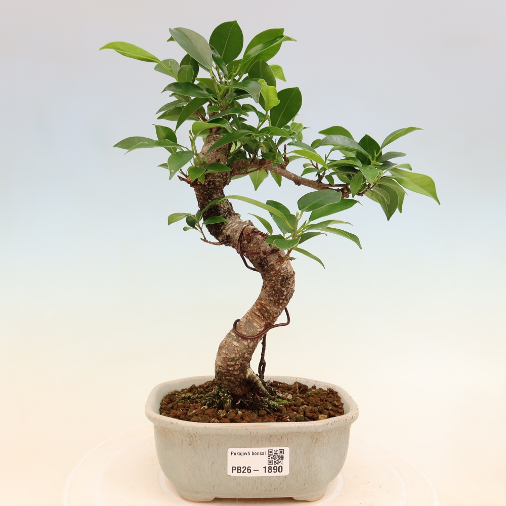 Room bonsai - Ficus retusa - small-leaved ficus