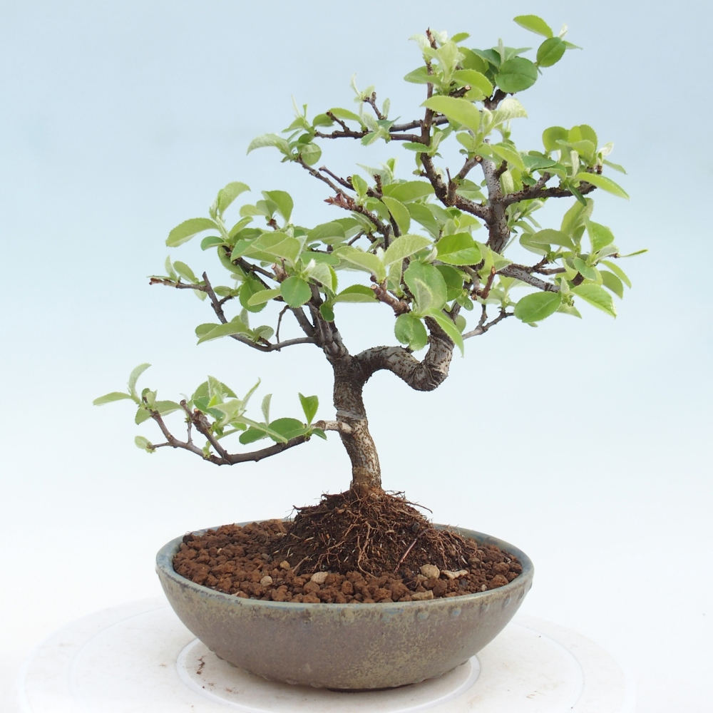 Outdoor bonsai - Chaneomeles chinensis