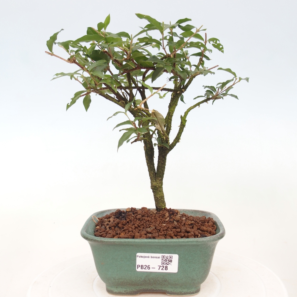 Room bonsai - Malpighia coccigera- Barbdor Cherry