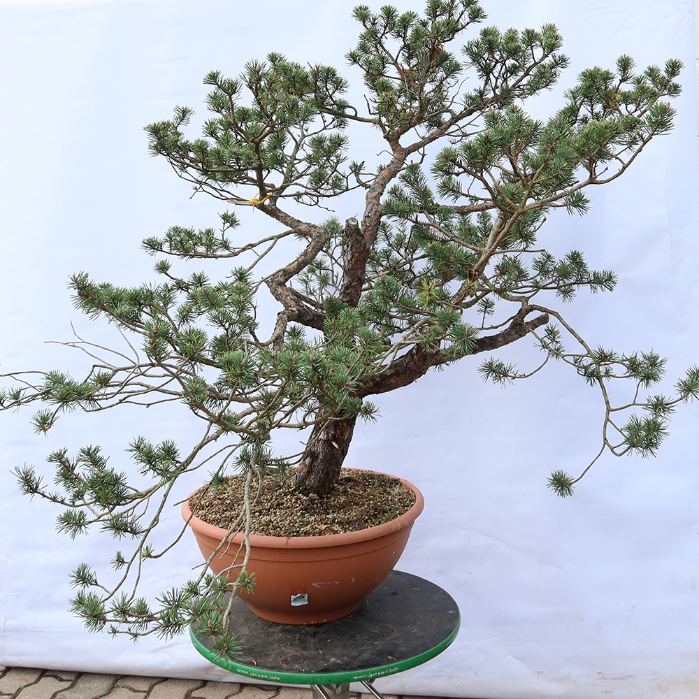 Pinus sylvestris Spain - Scots pine