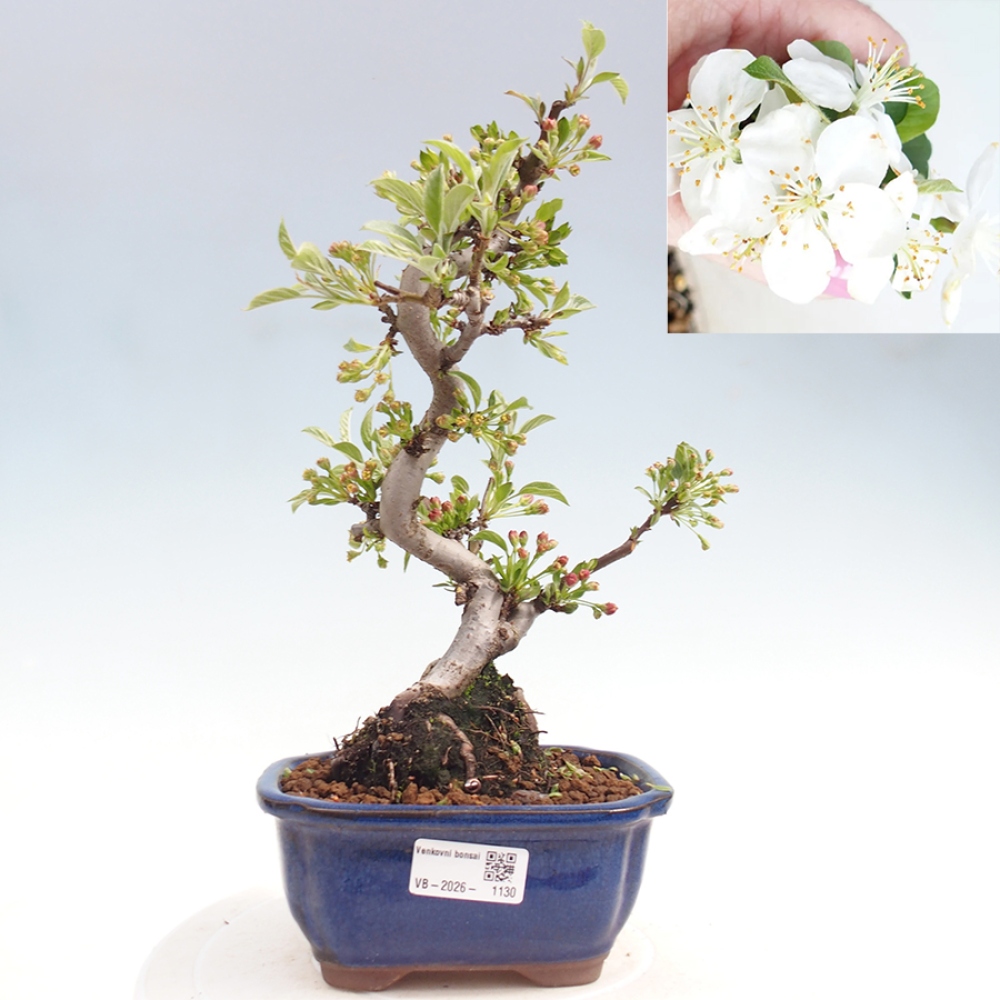 Outdoor bonsai - Malus sargentii - Small-fruited apple tree