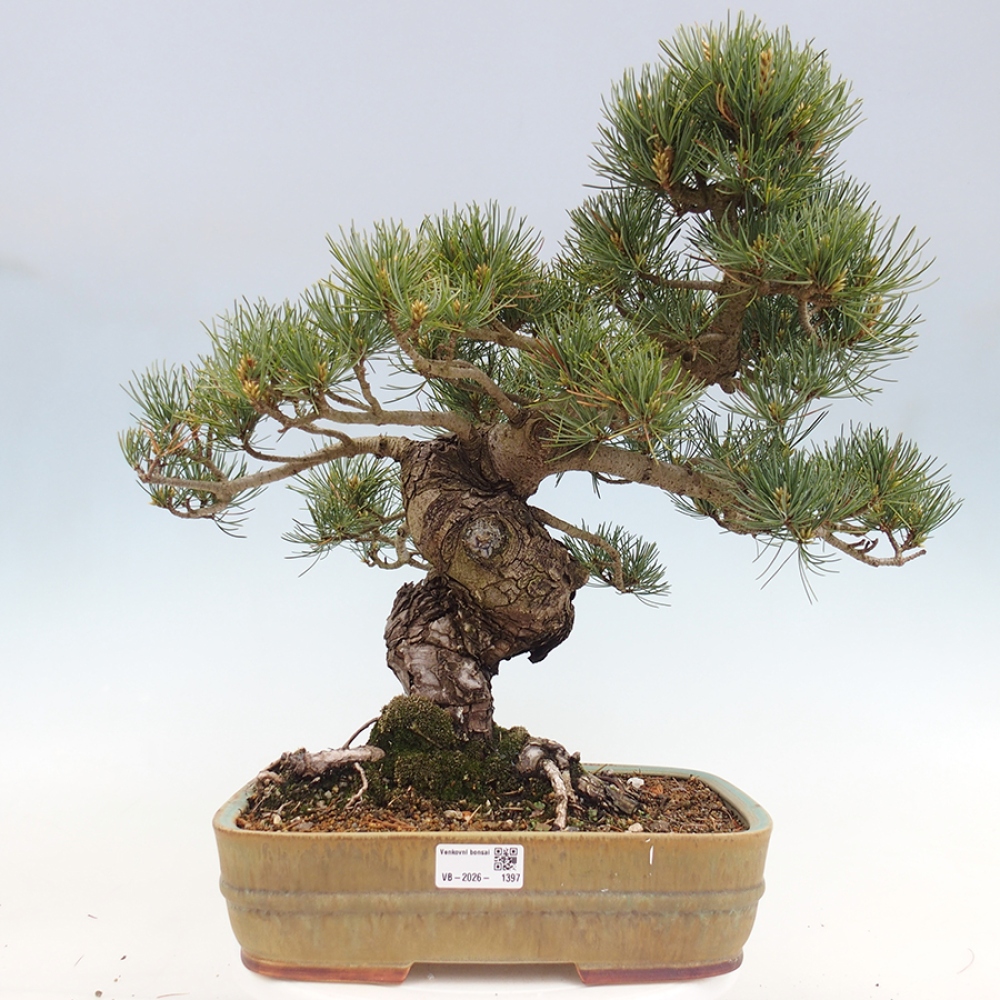 Outdoor bonsai - Pinus parviflora - Pinus parviflora
