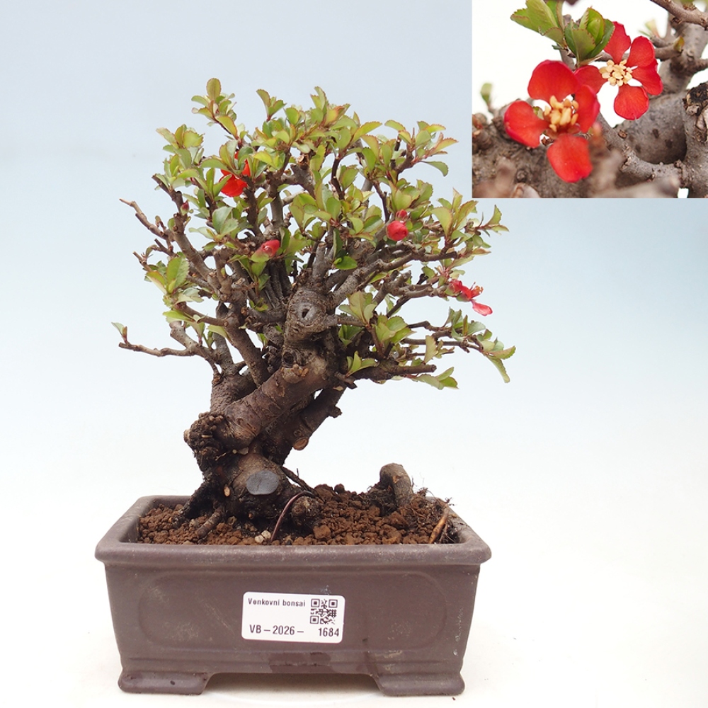 Outdoor bonsai - Chaneomeles speciosa - Quince