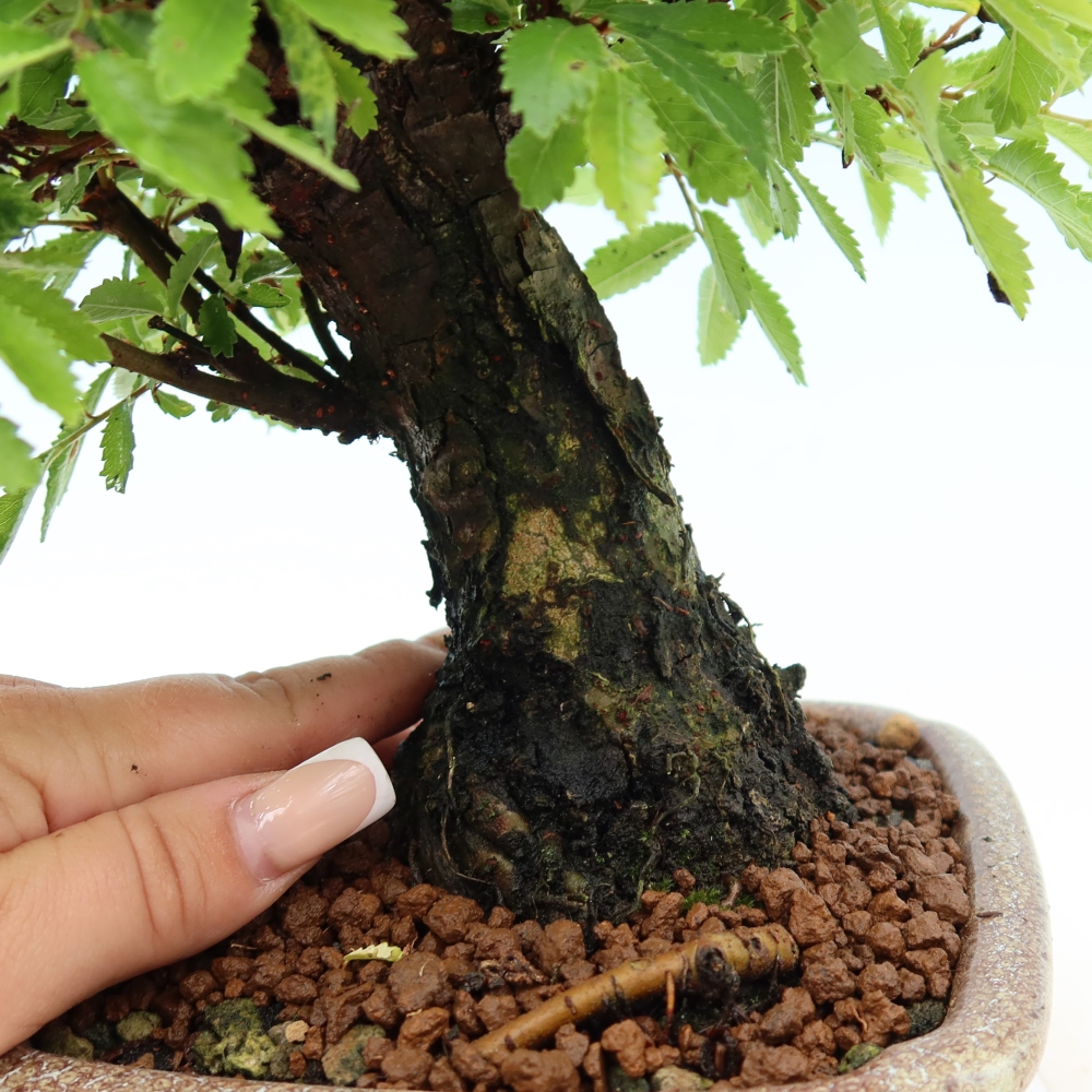 Outdoor bonsai - Zelkova - Zelkova NIRE