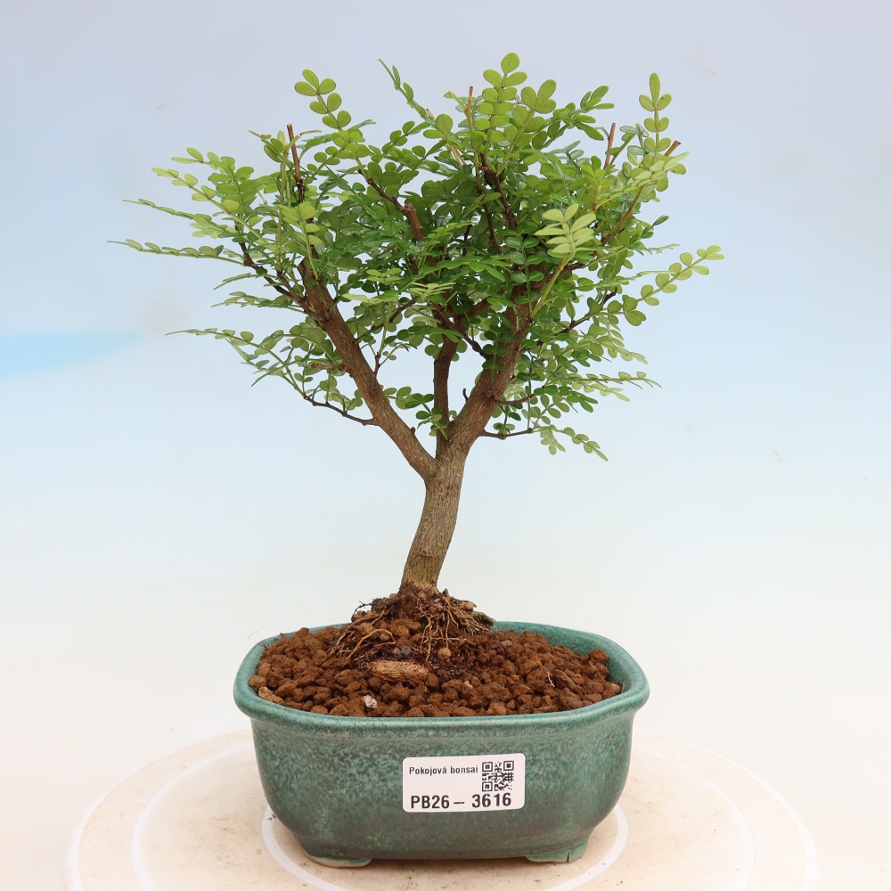 Room bonsai - Zantoxylum piperitum - pepper tree