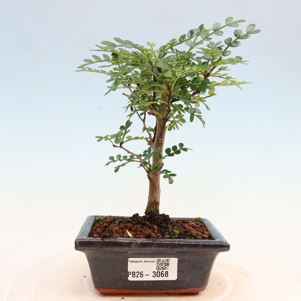 Room bonsai - Zantoxylum piperitum - pepper tree