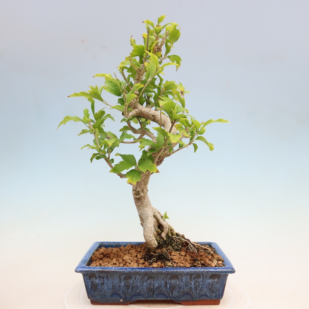 Outdoor Bonsai - Hibiscus syriacus - Syrian Hibiscus