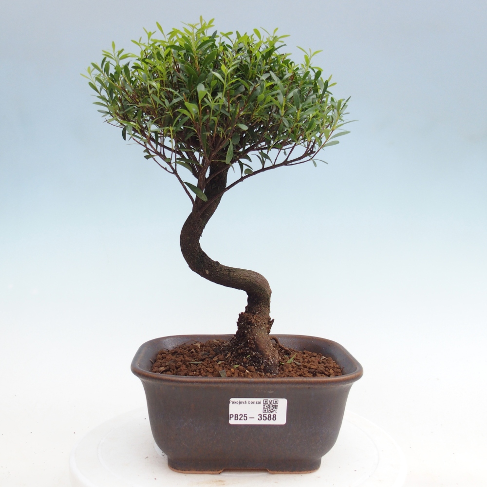 Room bonsai - Syzygium - Pimento