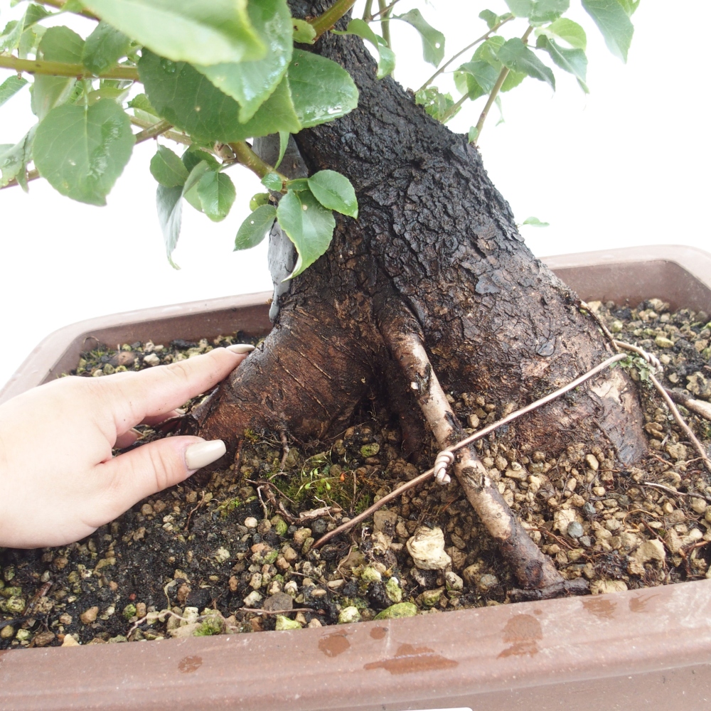 Outdoor bonsai - Mahalebka - Prunus mahaleb