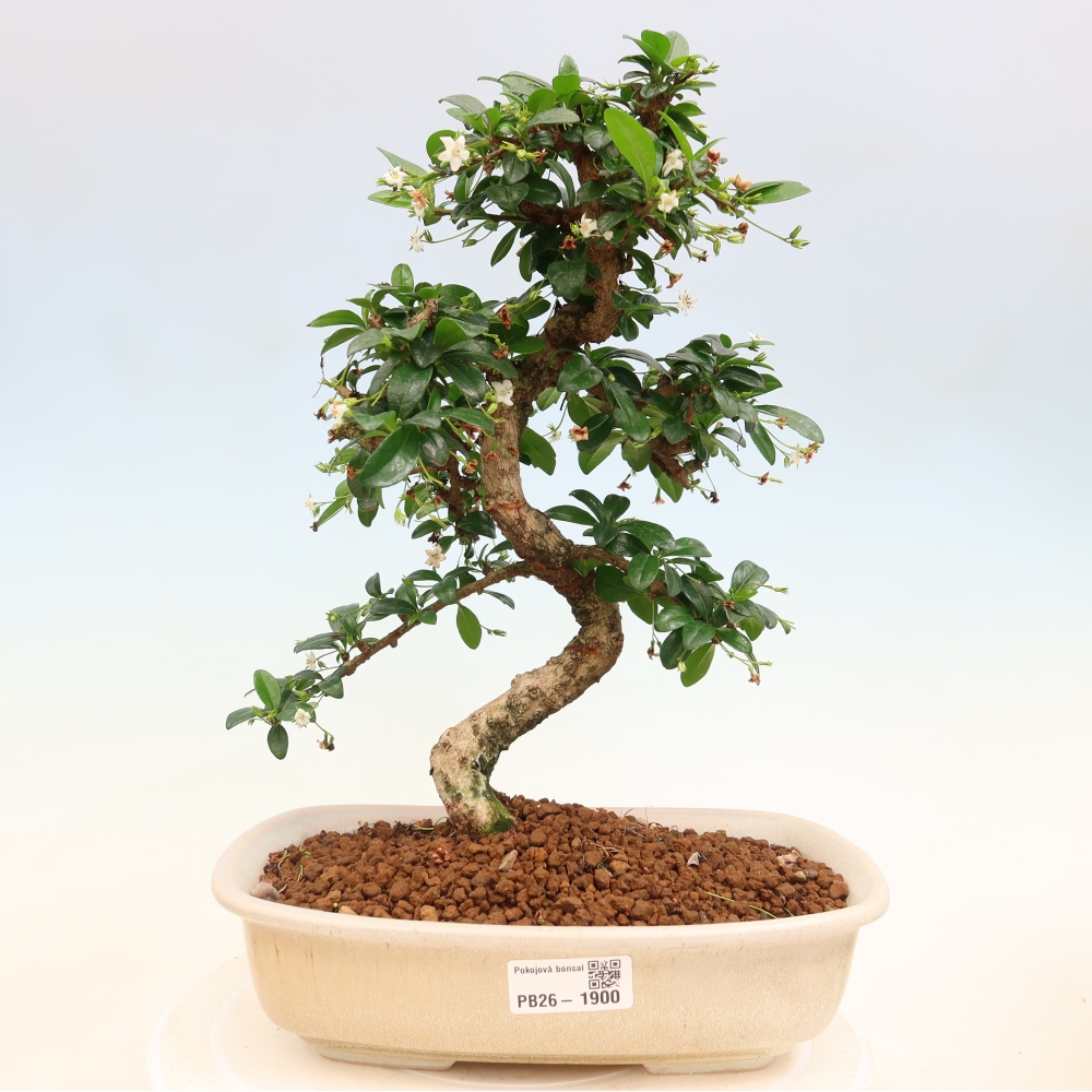 Room bonsai - Carmona macrophylla - Tea fuki