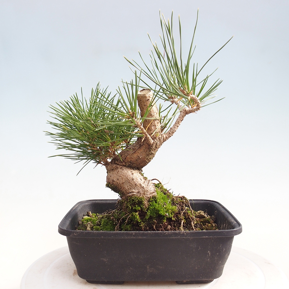 Outdoor bonsai - Pinus thunbergii - Thunberg pine