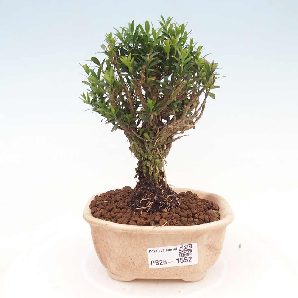 Room bonsai - Buxus harlandii - cork buxus