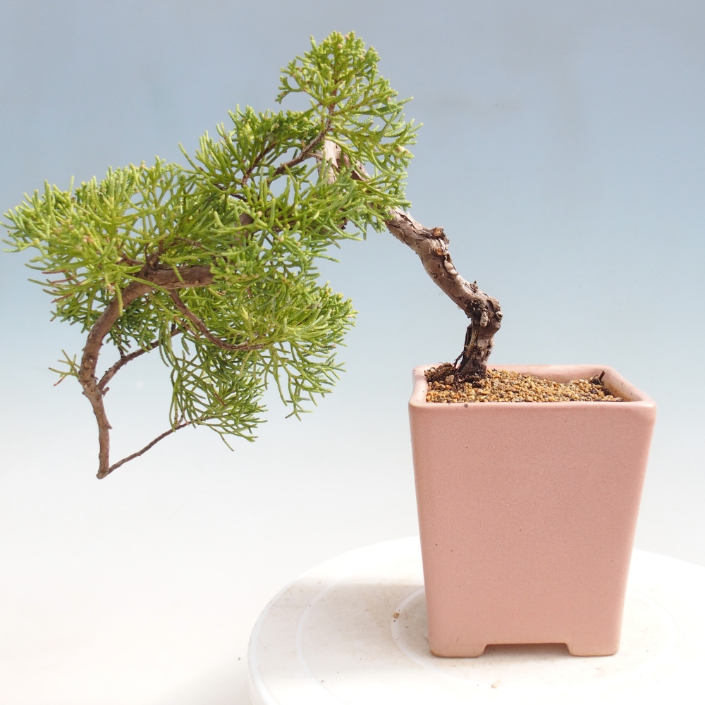 Outdoor bonsai - Juniperus chinensis Kishu