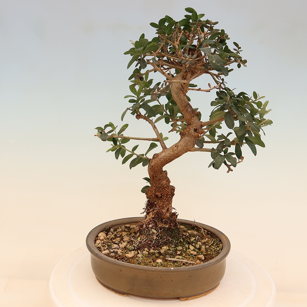 Indoor bonsai - Olea europaea sylvestris
