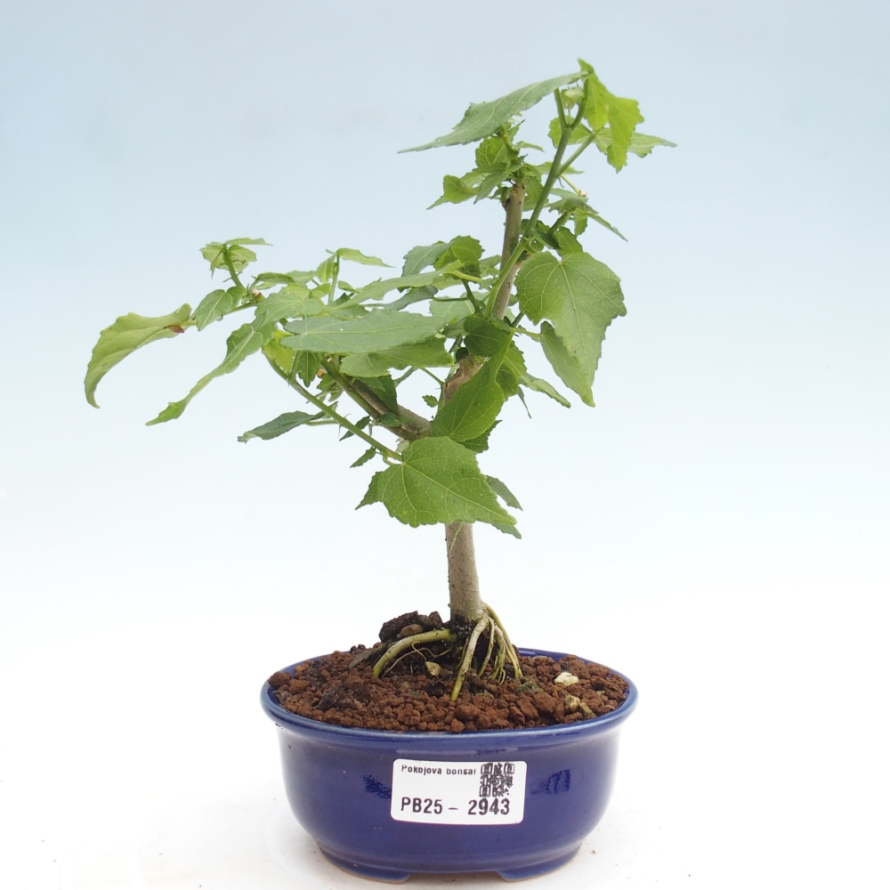 Indoor bonsai - Malvaviscus arboreus - woody hibiscus