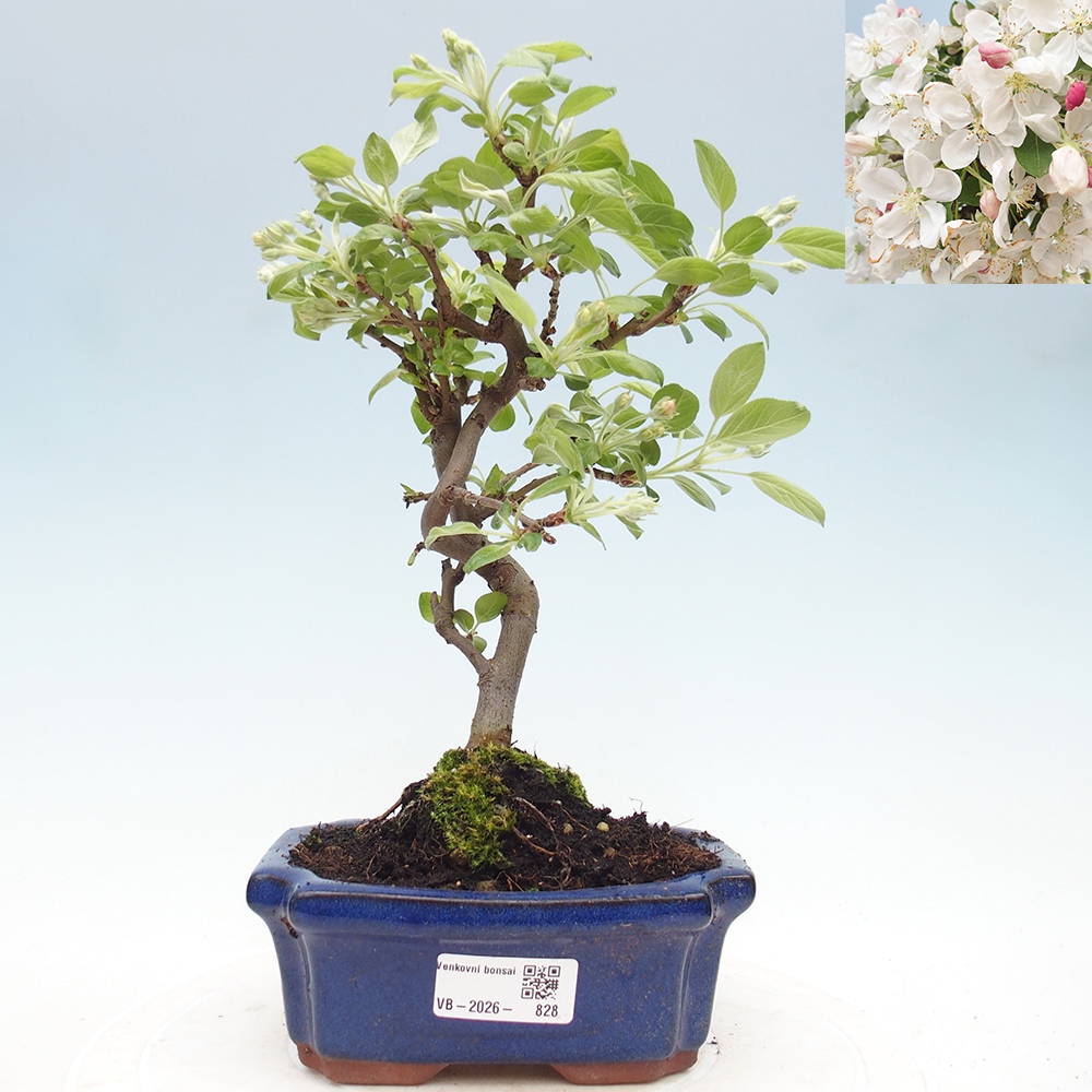 Outdoor bonsai -Malus halliana - Small-fruited apple tree