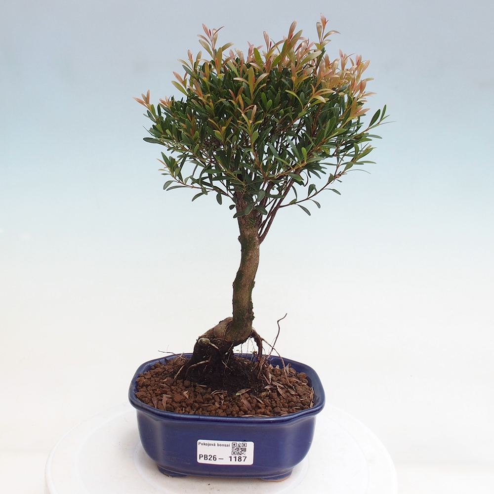 Room bonsai - Syzygium - Pimento
