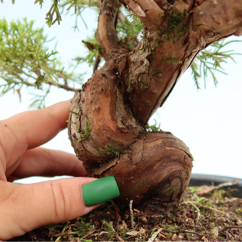 Outdoor Bonsai - Juniperus chinensis Itoigawa - Chinese Juniper