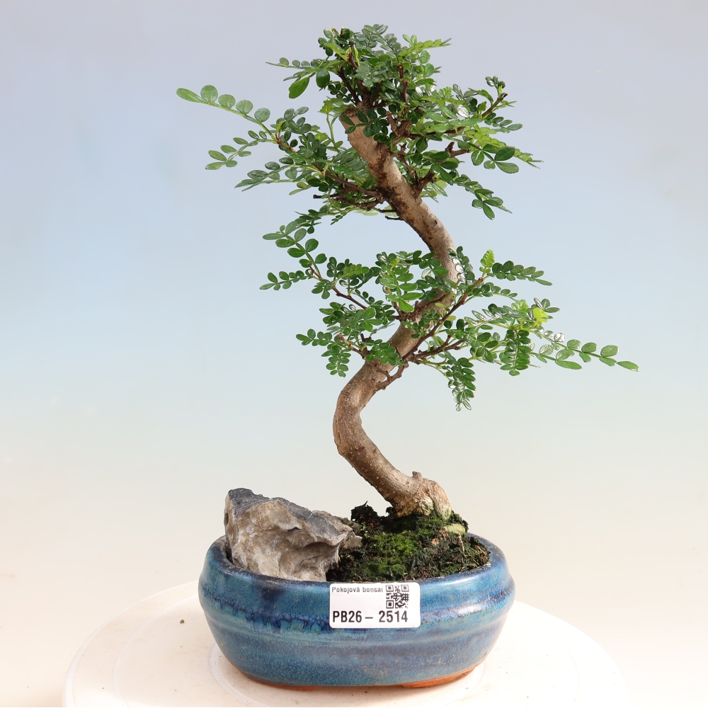 Room bonsai - Zantoxylum piperitum - pepper tree