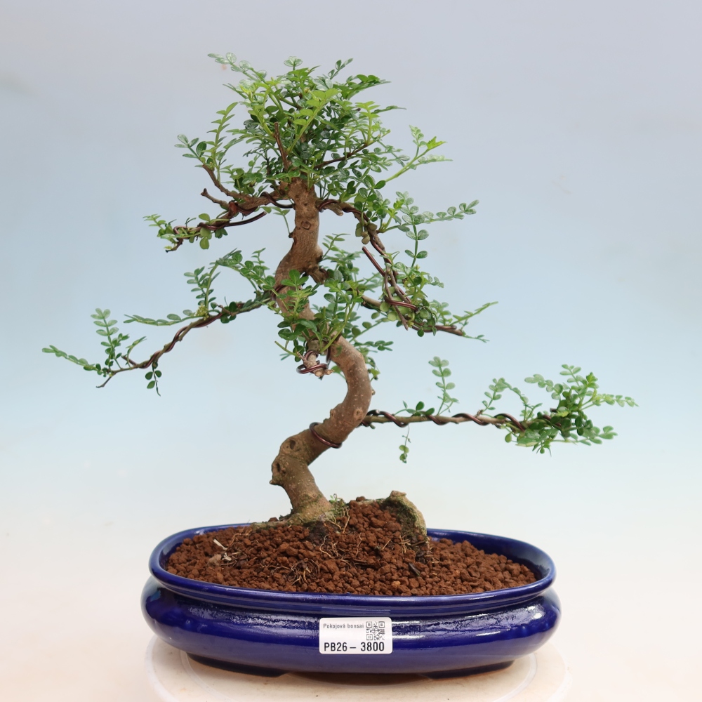 Room bonsai - Zantoxylum piperitum - pepper tree