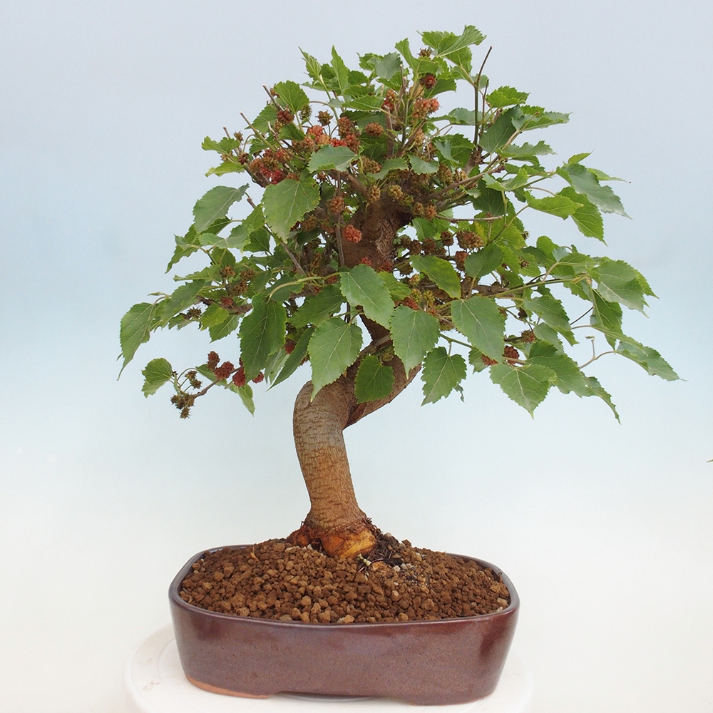 Outdoor bonsai - Morus alba - mulberry