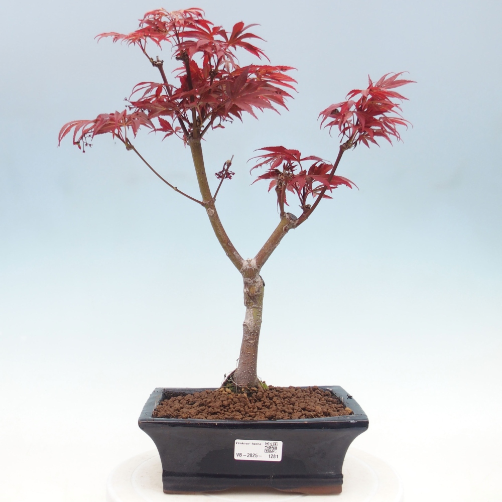 Outdoor bonsai - Acer palm. Atropurpureum-Palmleaf Maple