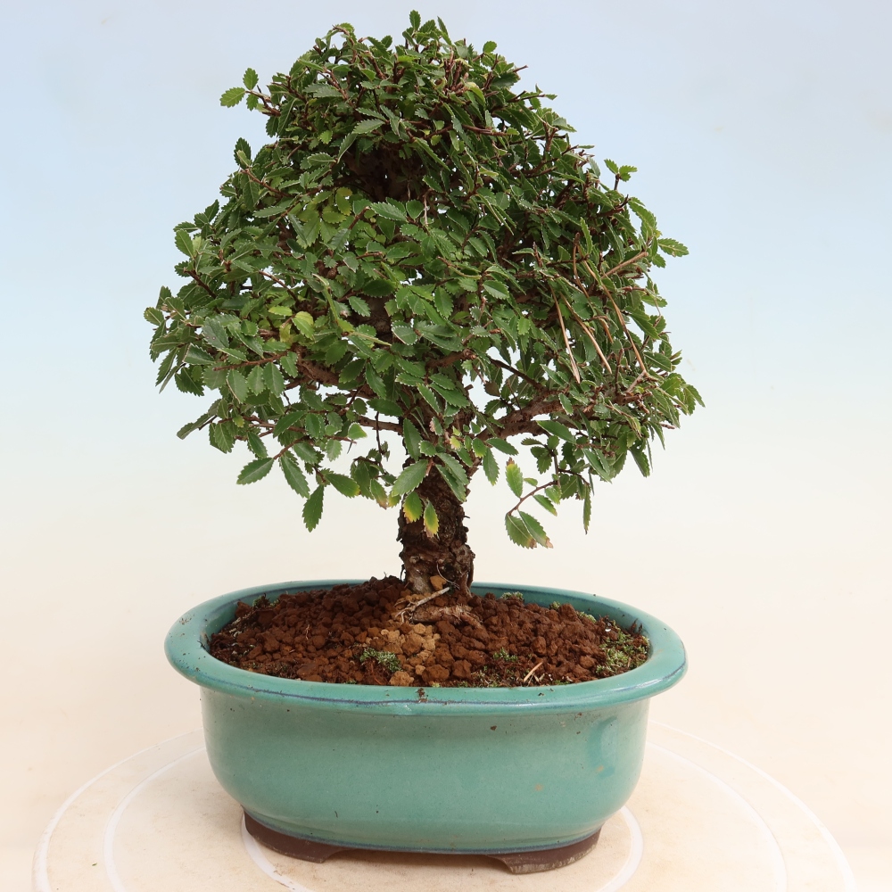 Outdoor bonsai - Zelkova - Zelkova NIRE