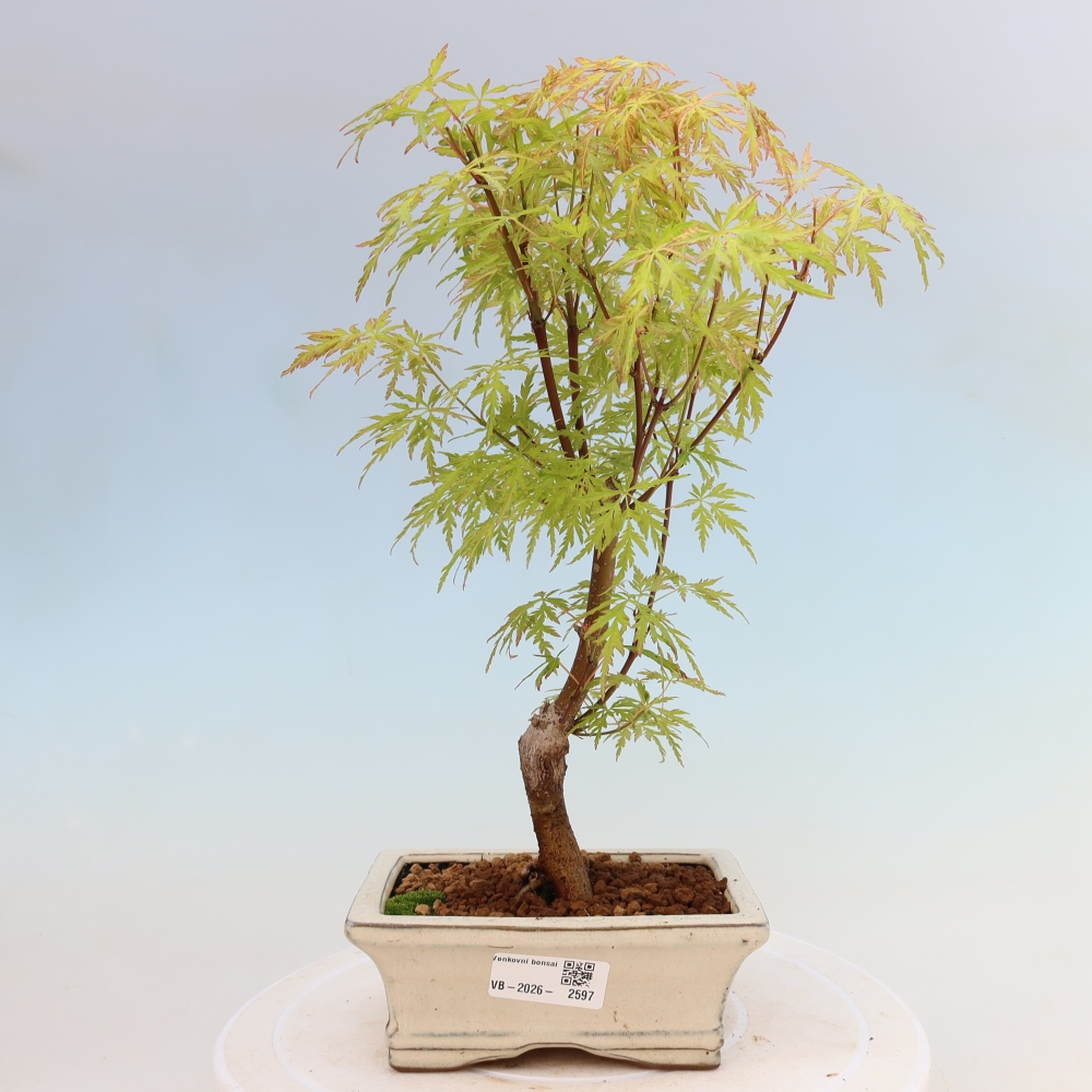 Outdoor Bonsai - Acer palmatum Dissectum - Japanese Maple 
