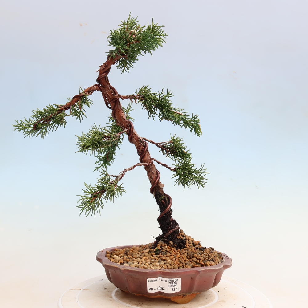 Outdoor bonsai - Juniperus chinensis Kishu