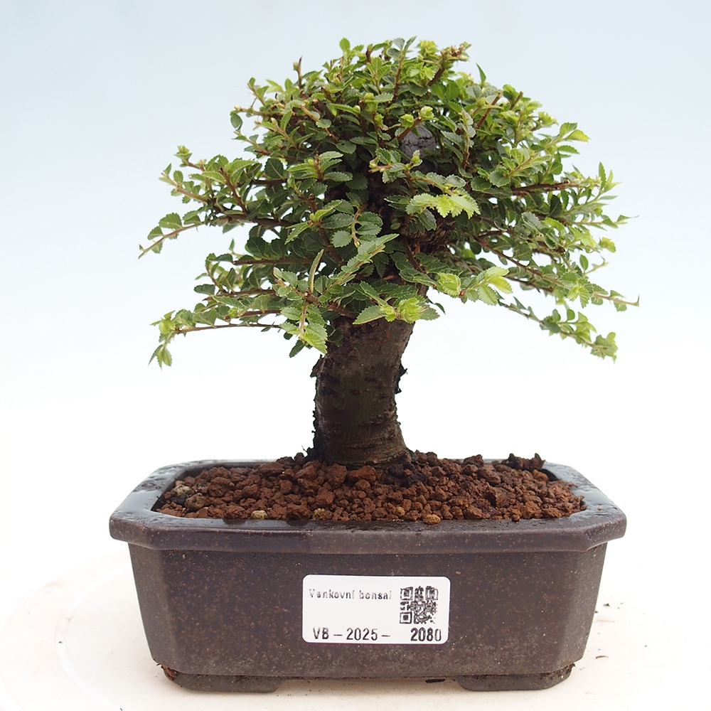 Outdoor bonsai - Ulmus parvifolia Hokkaido - Chinese elm