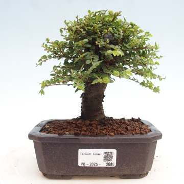 Outdoor bonsai - Ulmus Elegantissima Jack. Hillier-Elm elegant - e-bonsai .com