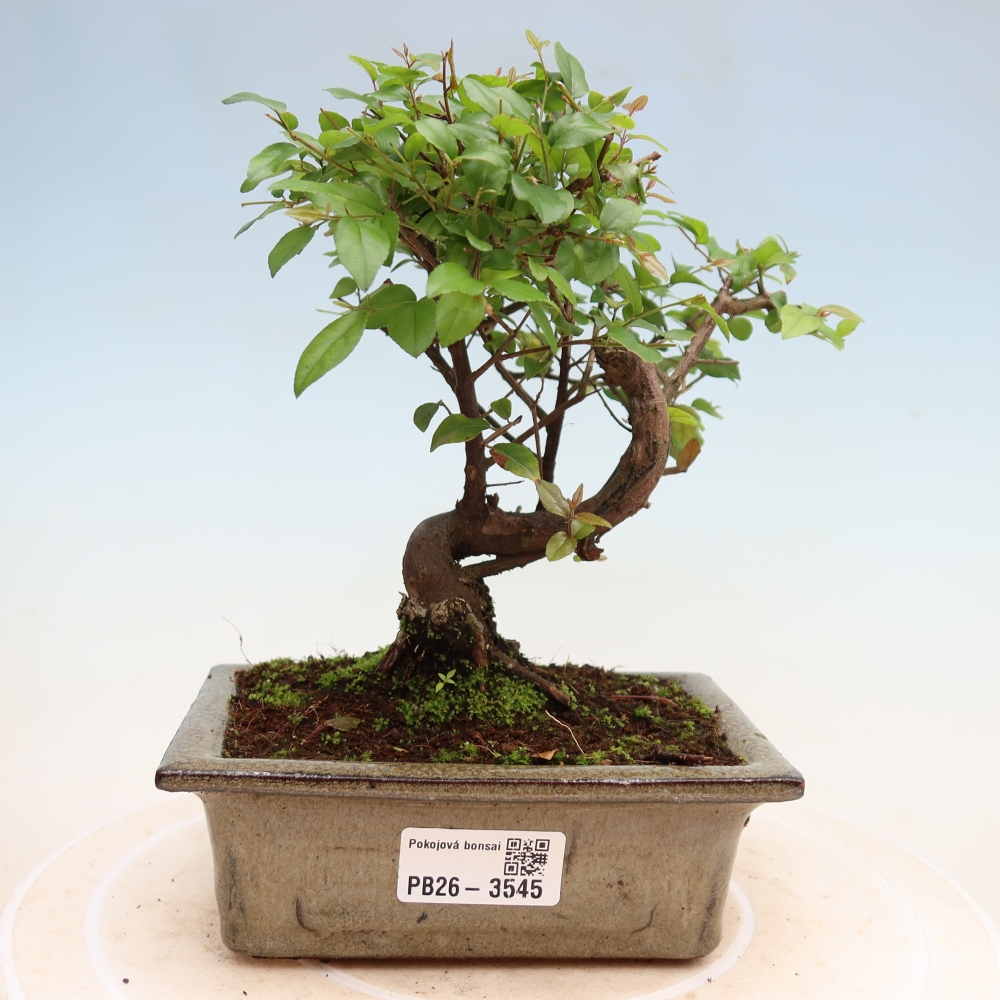 Room bonsai - Sageretia thea - Sageretia thea