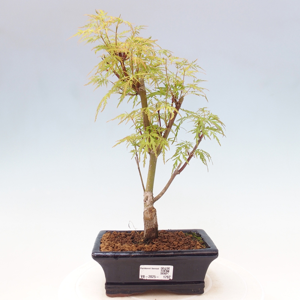 Outdoor bonsai - Acer palmatum Dissectum - Japanese Maple 