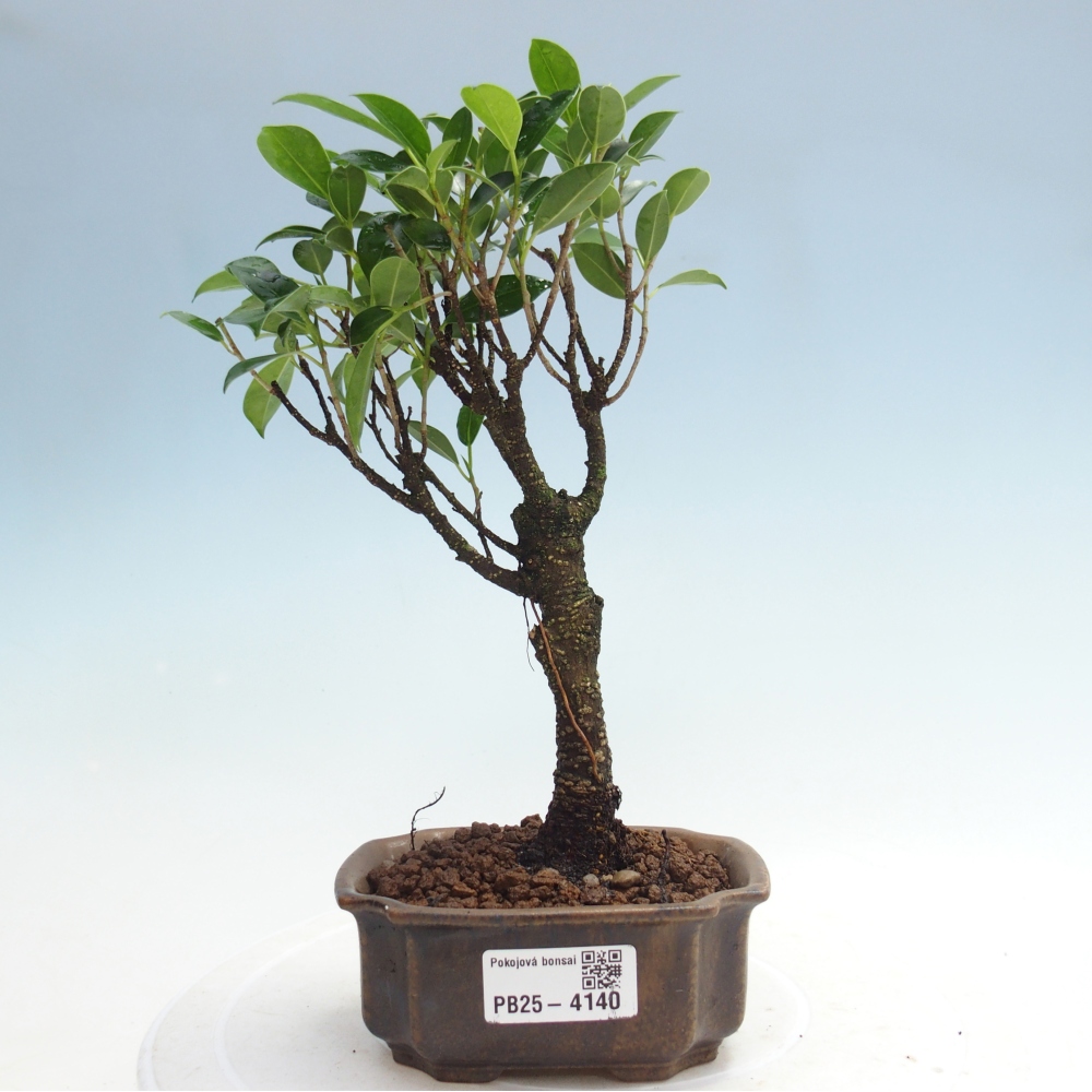 Room bonsai Ficus retusa kimmen