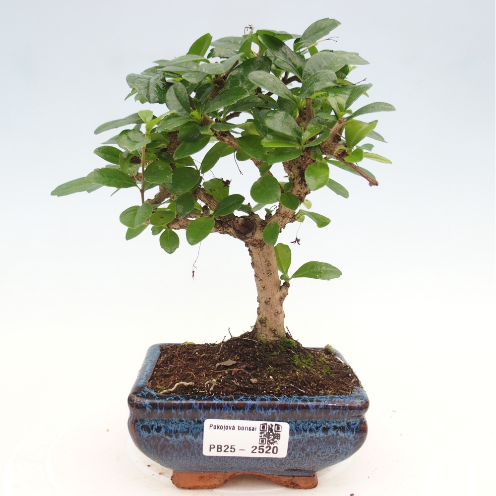 Indoor bonsai - Carmona macrophylla - Fuki tea