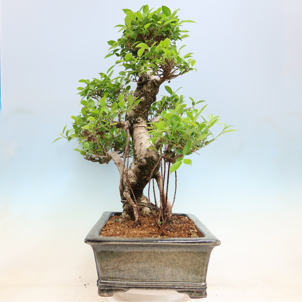 Room bonsai - Ficus kimmen - small-leaved ficus