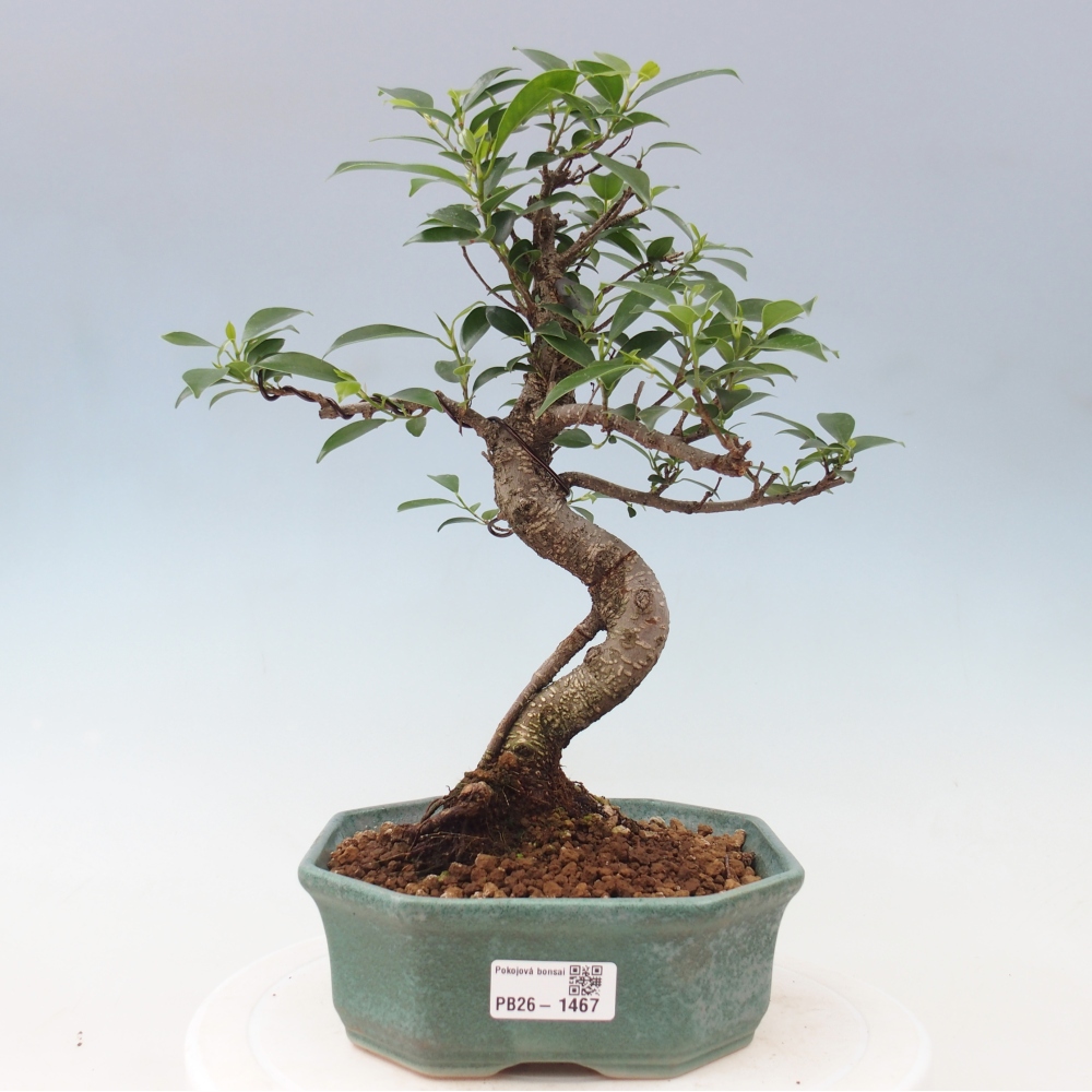 Room bonsai - Ficus retusa - small-leaved ficus