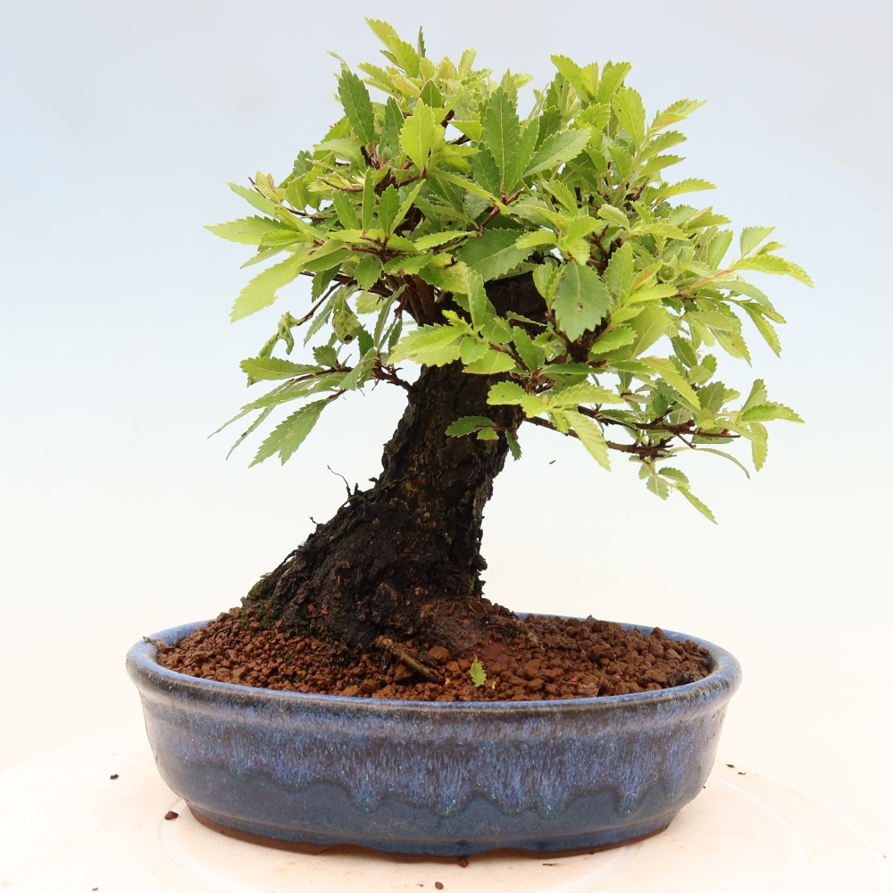 Outdoor bonsai - Zelkova - Zelkova NIRE