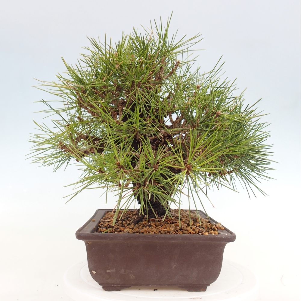 Outdoor bonsai - Pinus thunbergii - Thunberg pine
