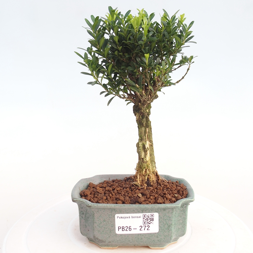 Room bonsai - Buxus harlandii - cork buxus